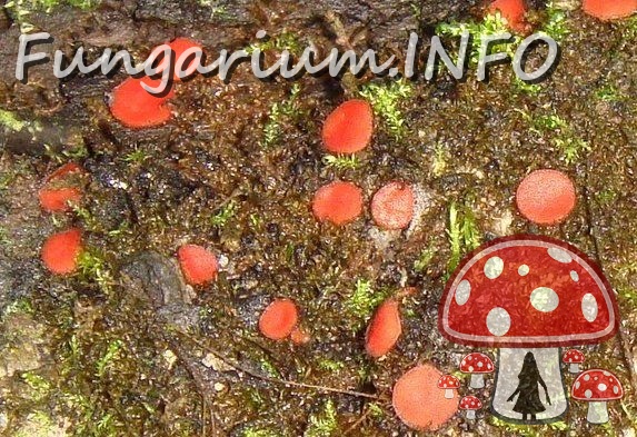 fungi-0003979_ 