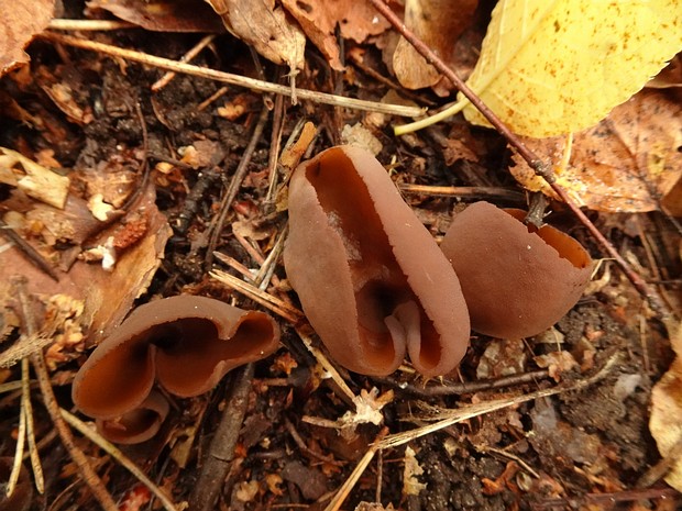 Otidea bufonia - Отидея жабья - Toad's Ear - Krötenohr Otidea bufonia, commonly known as Toad's Ear or Krötenohr in German, is an ear-shaped cup fungus that belongs to the...