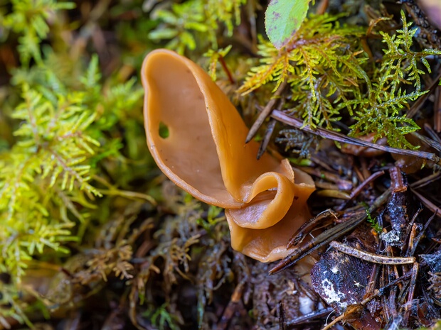 Отидея заячья - Otidea leporina