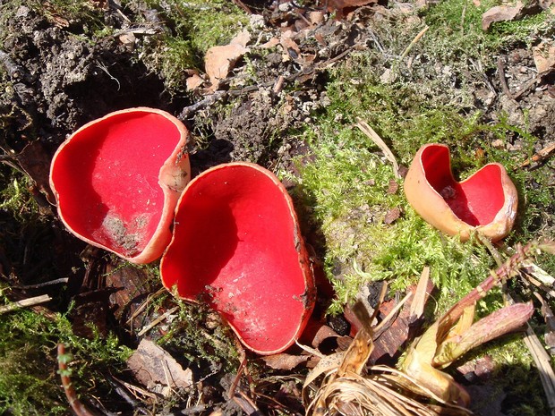 Sarcoscypha coccinea - Саркосцифа алая - Scarlet cup - Scharlachroter Kelchbecher