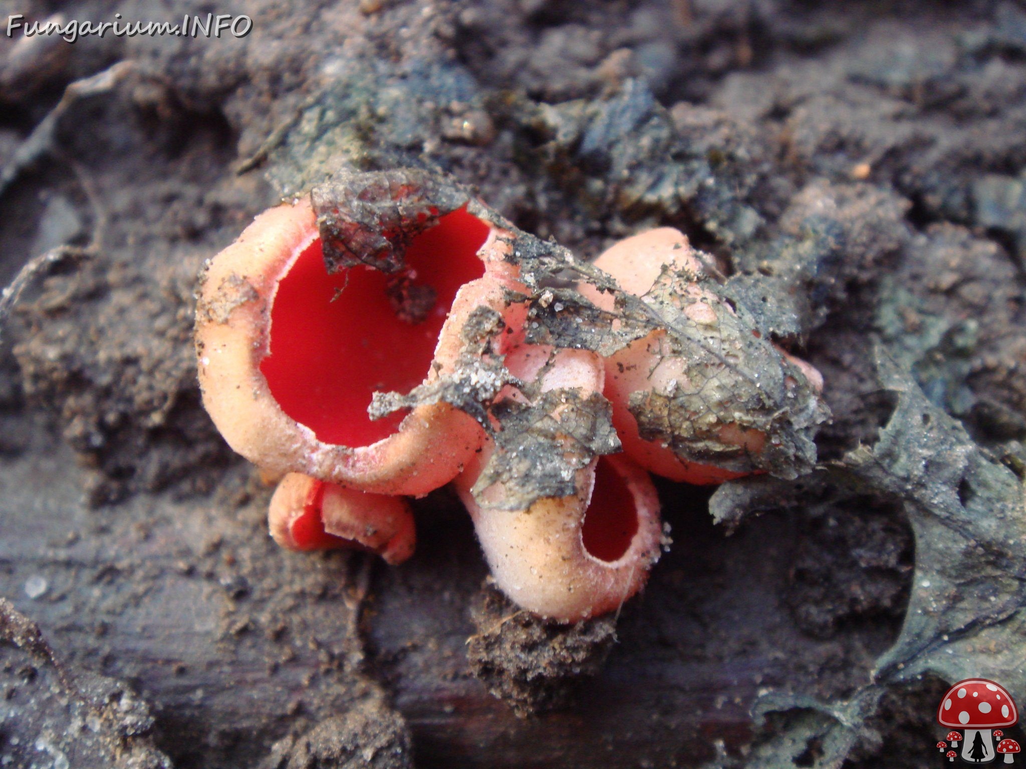 fungi-0003820 