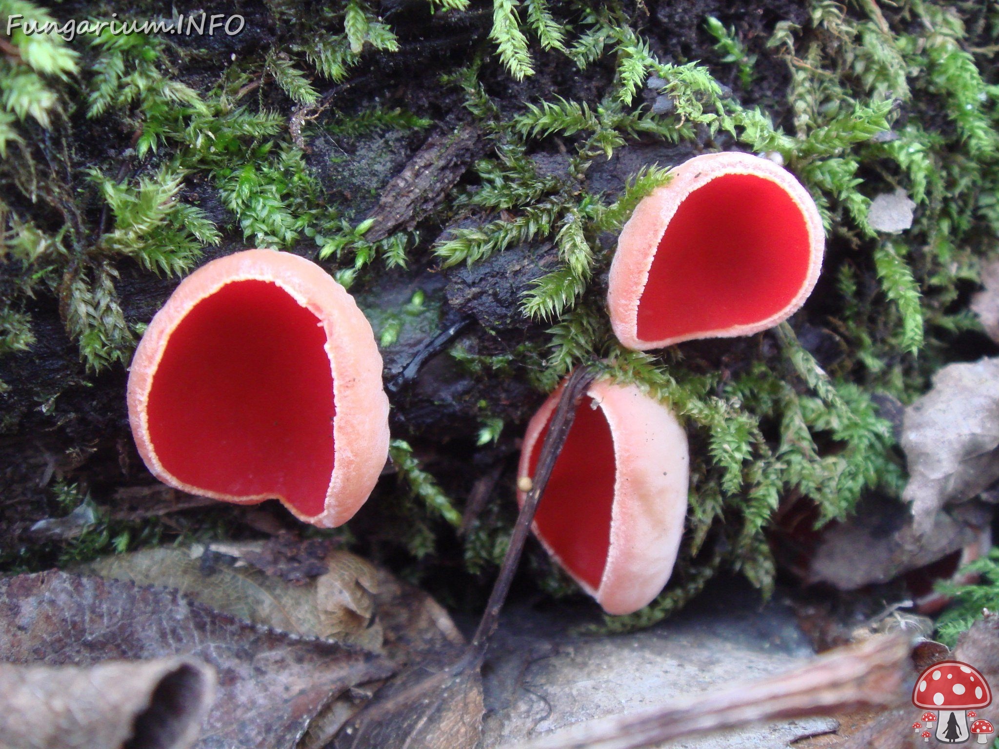 fungi-0003828 