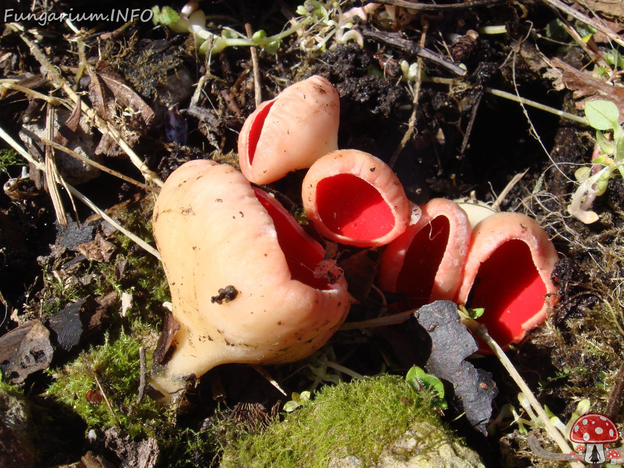 fungi-0004481 