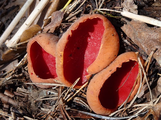 Sarcoscyphaceae - Саркосцифовые - Scarlet Elf Cups - Scharlachschalen