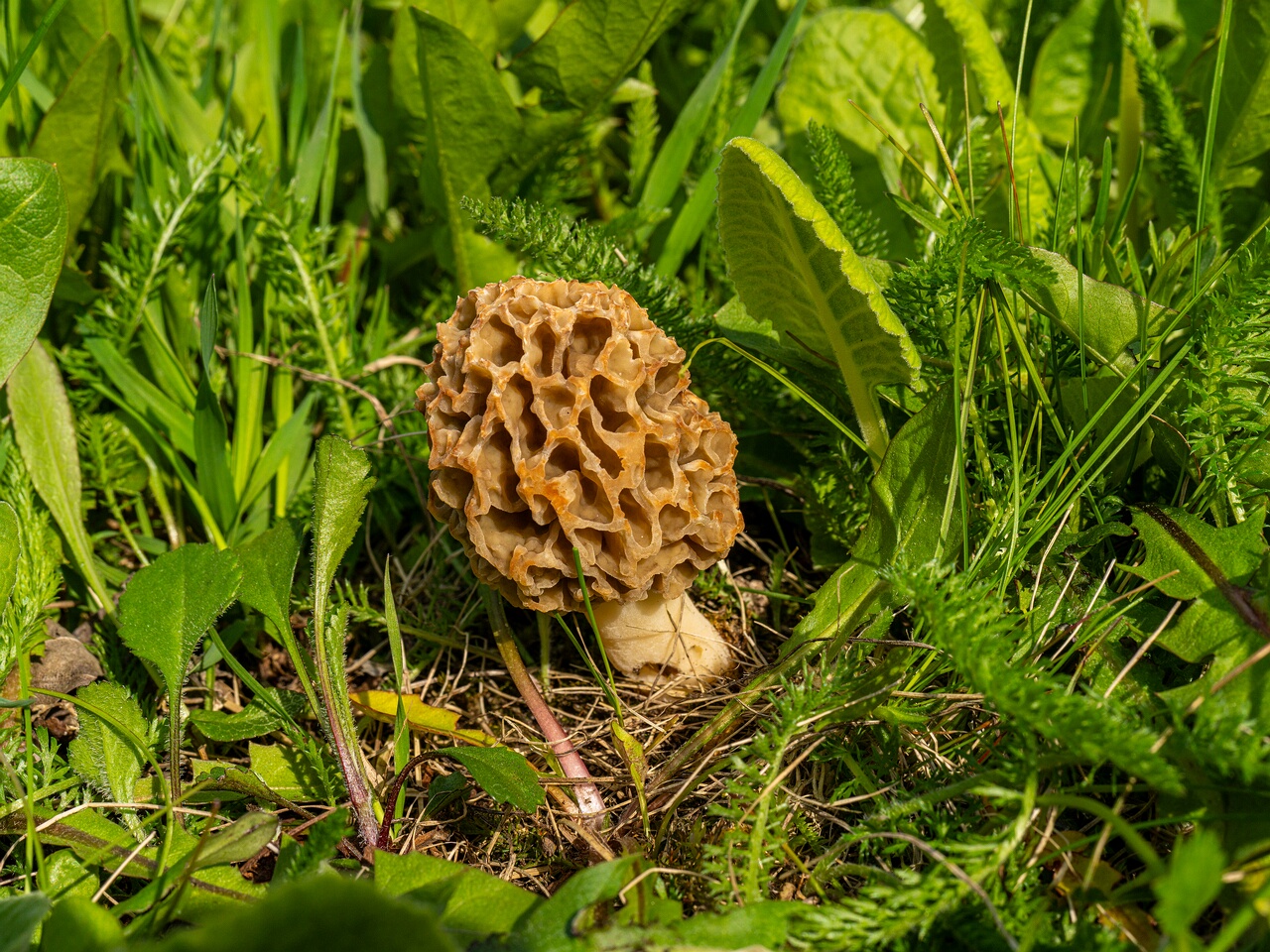 Morchella esculenta _2026-05-16_1-14