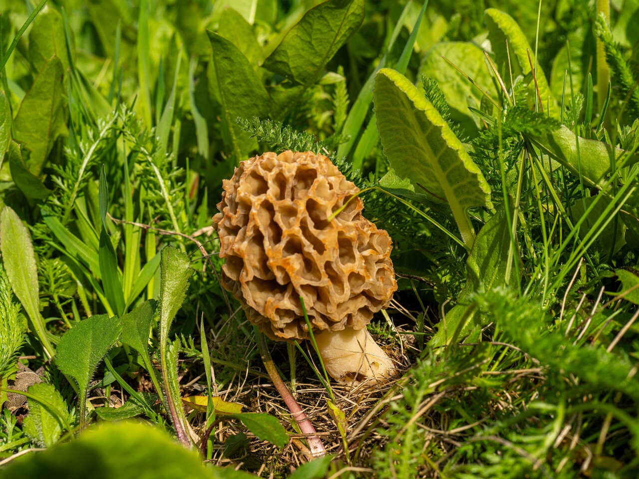 Morchella esculenta _2026-05-16_1-16