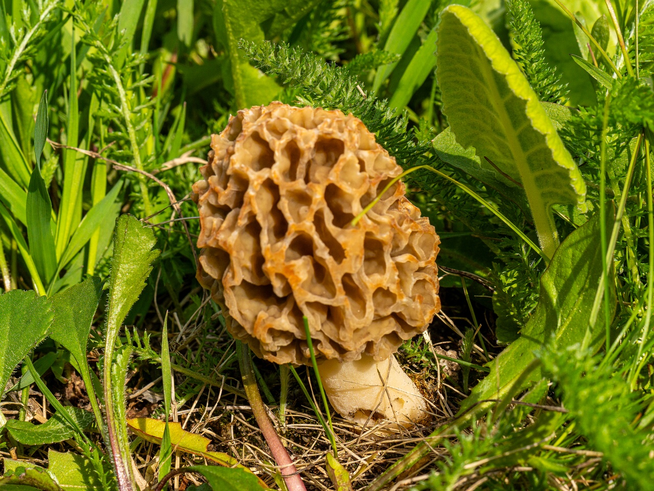 Morchella esculenta _2026-05-16_1-17