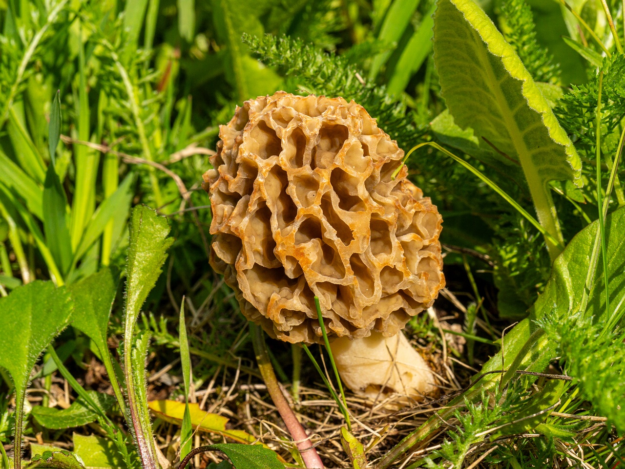 Morchella esculenta _2026-05-16_1-18