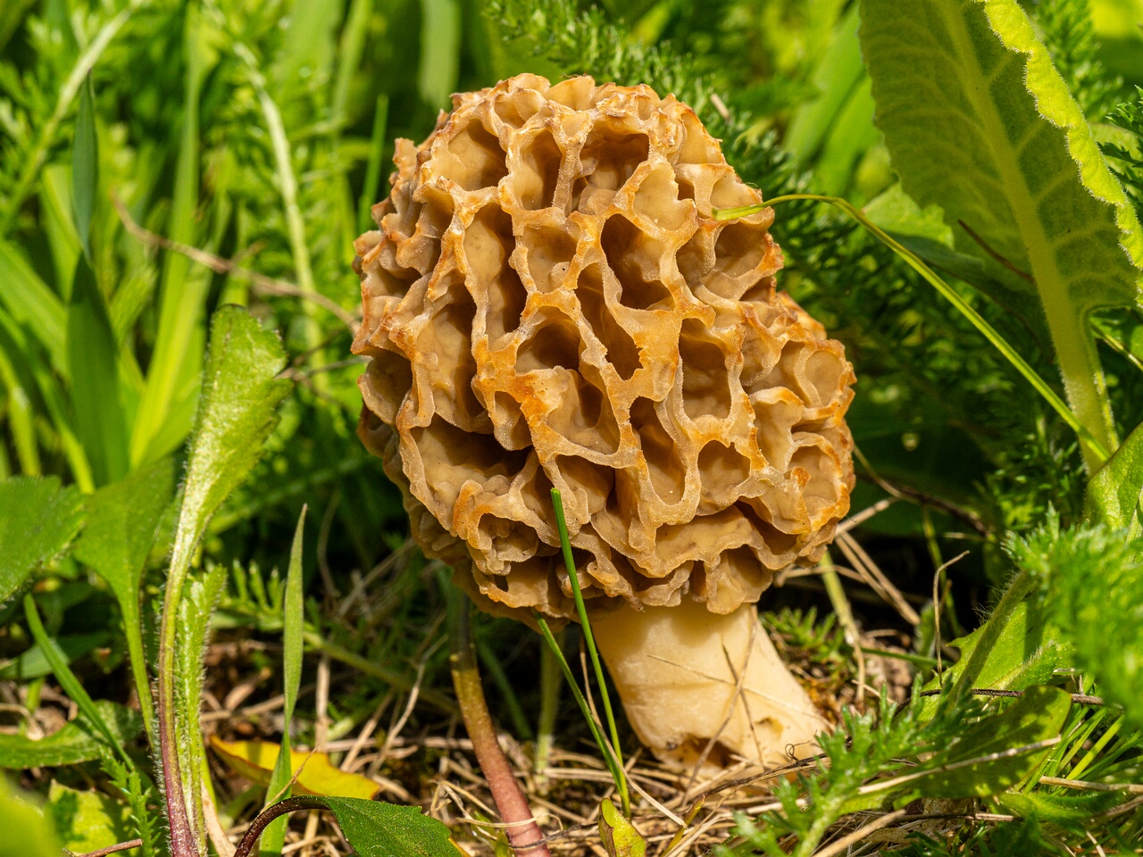 Morchella esculenta _2026-05-16_1-19