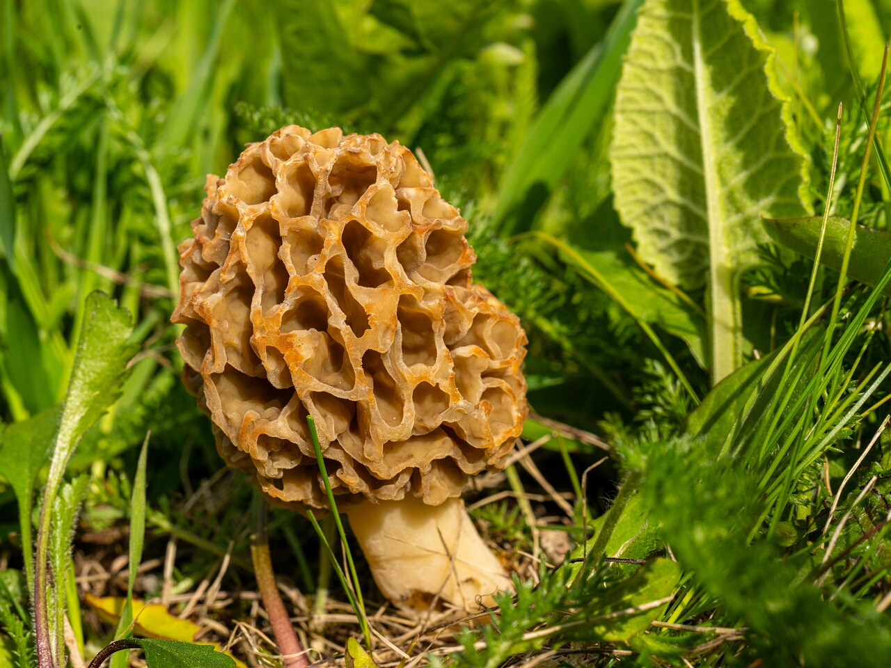 Morchella esculenta _2026-05-16_1-23
