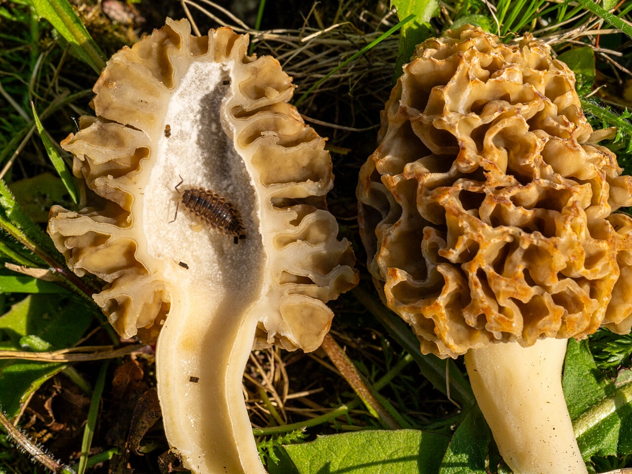 Morchella esculenta _2026-05-16_1-24