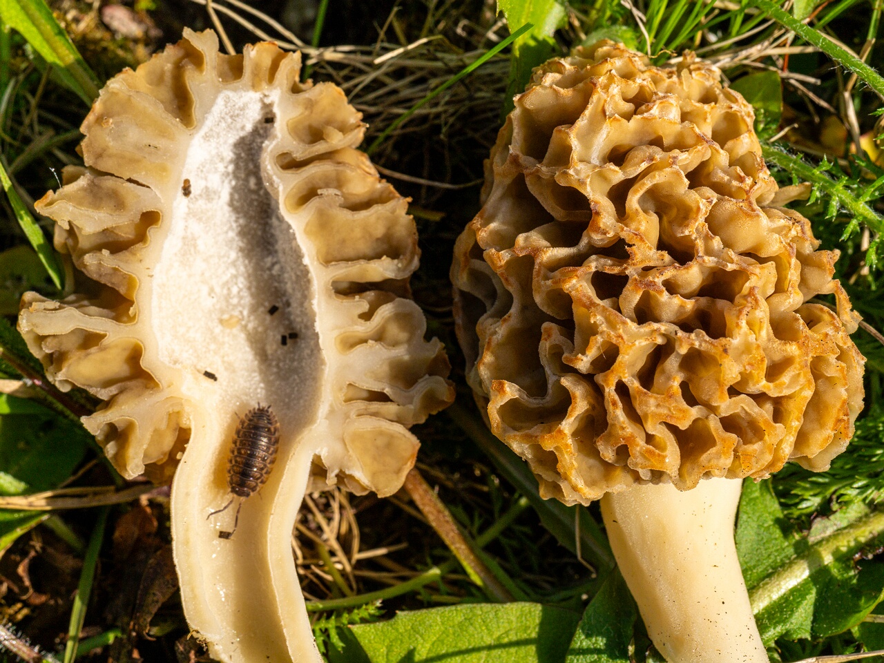 Morchella esculenta _2026-05-16_1-25