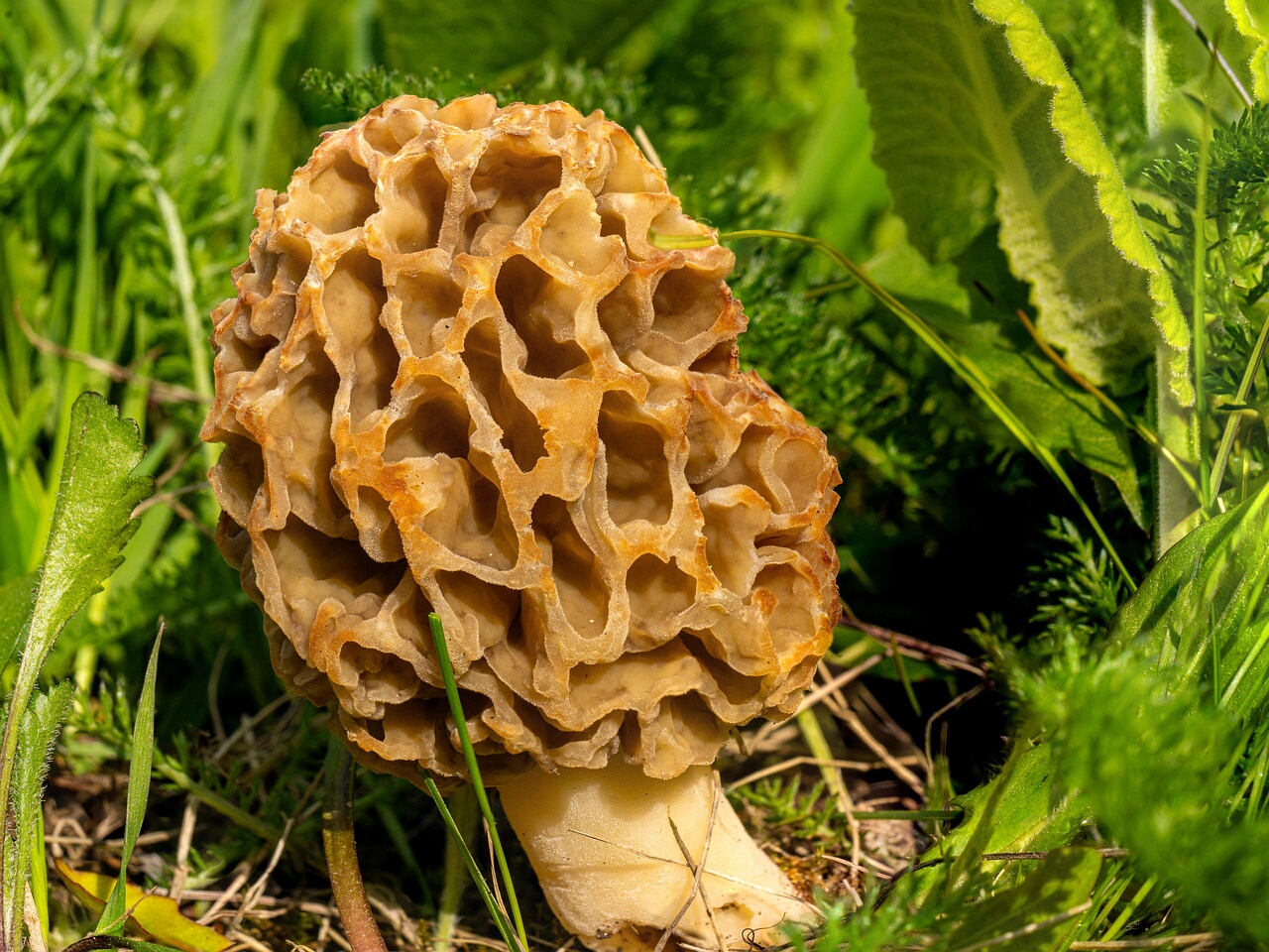 Morchella esculenta _2026-05-16_2-1