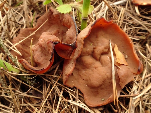 Disciotis venosa - Блюдцевик жилковатый - Veiny cup - Adernbecherling Disciotis venosa is a species of cup fungus that belongs to the family Disciotaceae. It is commonly known as the Veiny...