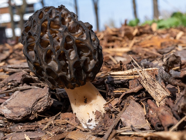 Morchella elata - Сморчок высокий - Elongated Black Morel - Hoch Spitzmorchel Morchella elata, commonly known as the Black Morel or Spitzmorchel, is a highly prized edible fungus. The name "elata"...