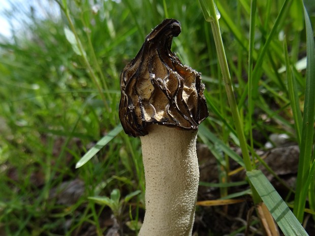 Morchella conica - Сморчок конический - Black morel - Spitzmorchel Morchella conica is a species of edible fungus that belongs to the family Morchellaceae. It is commonly known as the...