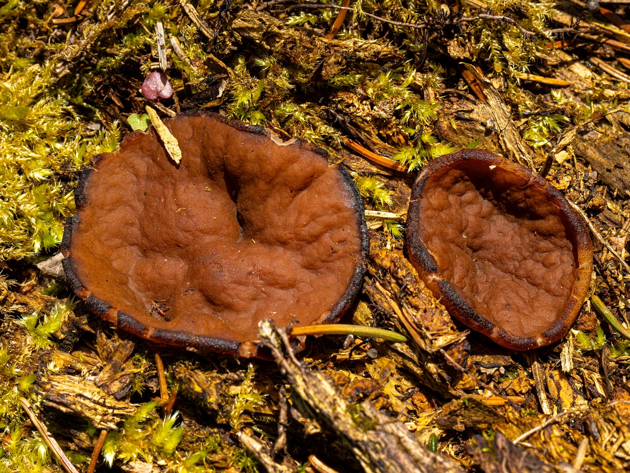 Discinaceae - Дисциновые - False Morels - Schein-Morchelverwandte The Discinaceae family, also known as False Morels or Schein-Morchelverwandte in German, belongs to the Ascomycota...