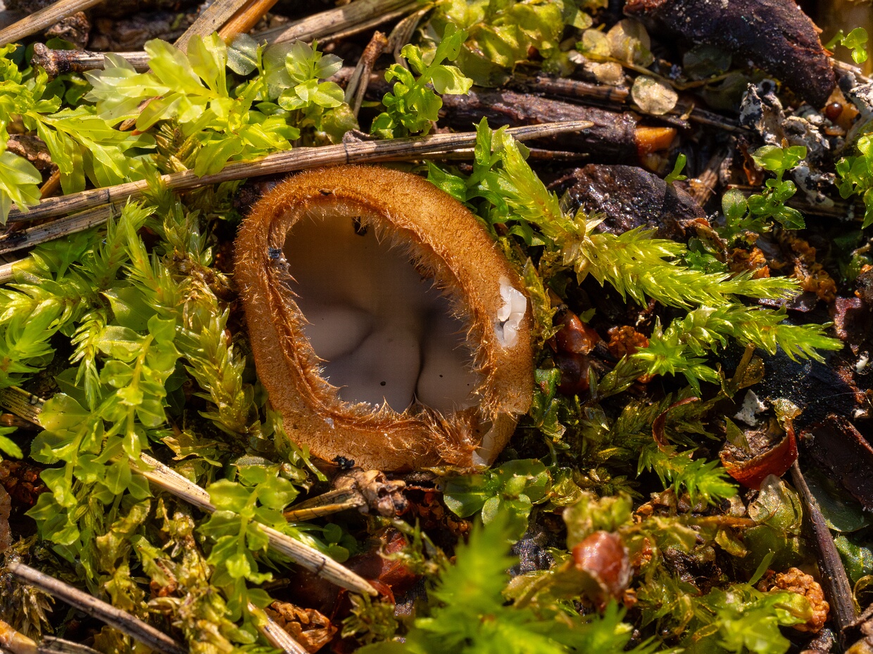 Pezizales - Пецицевые - Cup Fungi - Becherpilze