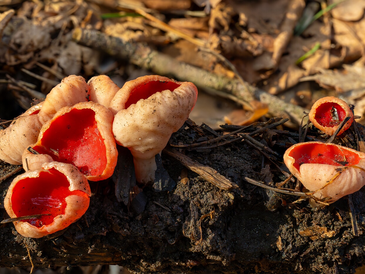 Sarcoscyphaceae - Саркосцифовые - Scarlet Elf Cups - Scharlachschalen The Sarcoscyphaceae family, also known as Scarlet Elf Cups or Scharlachschalen in German, is a group of fungi belonging...