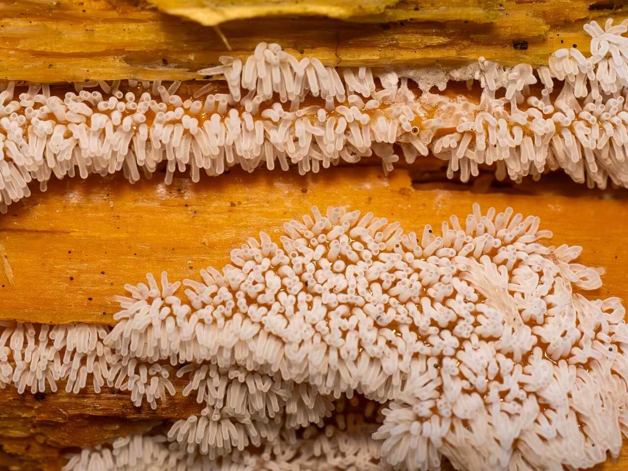 !Ceratiomyxa fruticulosa _2026-07-25_1-5