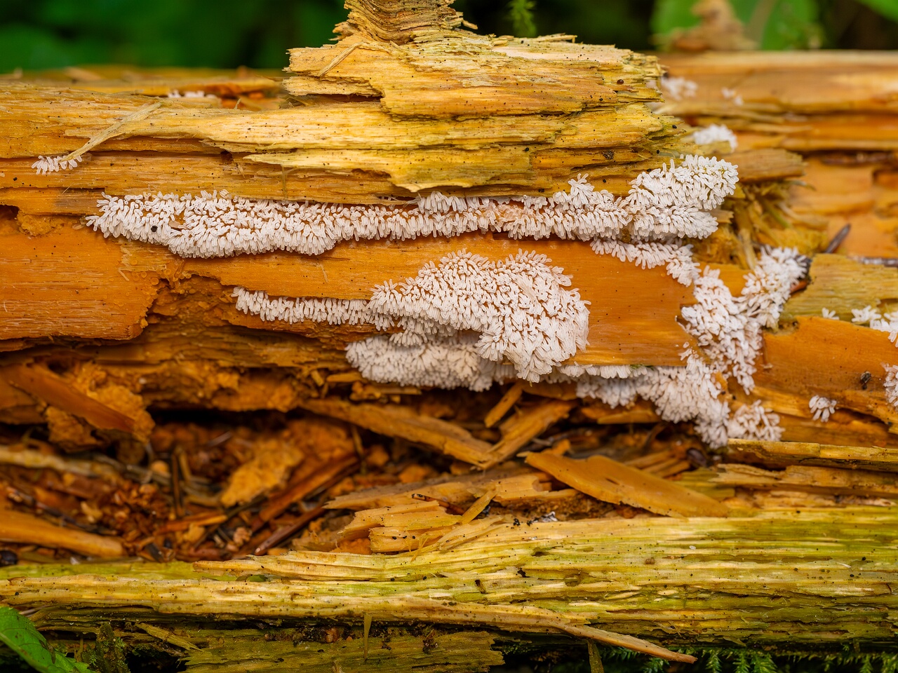 Ceratiomyxa fruticulosa _2026-07-25_1-2