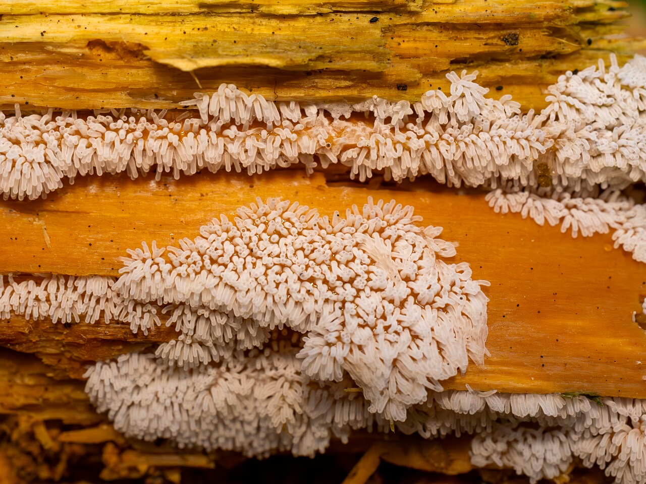 Ceratiomyxa fruticulosa _2026-07-25_1-4