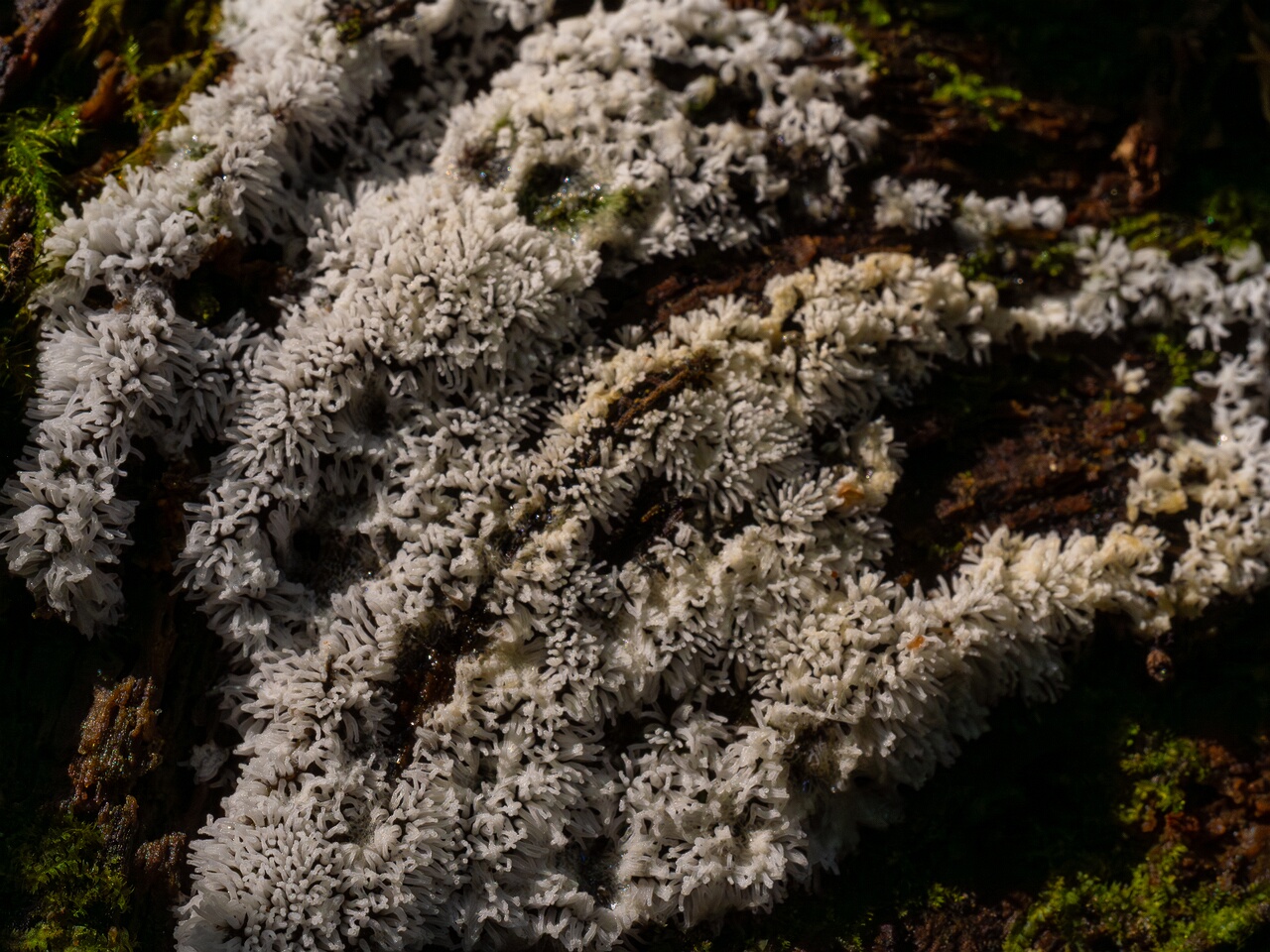 ceratiomyxa-fruticulosa_1-4