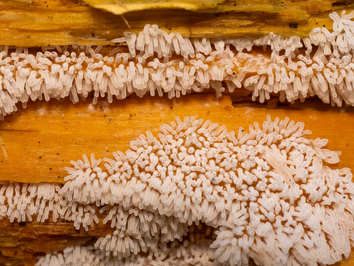 Церациомиксовые - Ceratiomyxales
