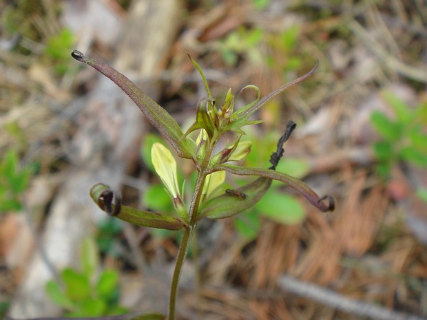 Кронатиевые - Cronartiaceae