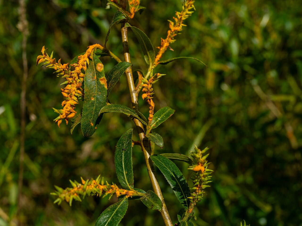 Melampsora epitea _2026-06-07_1-1