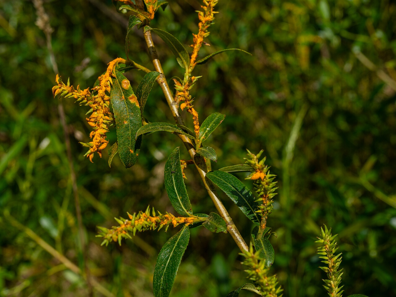 Melampsora epitea _2026-06-07_1-2