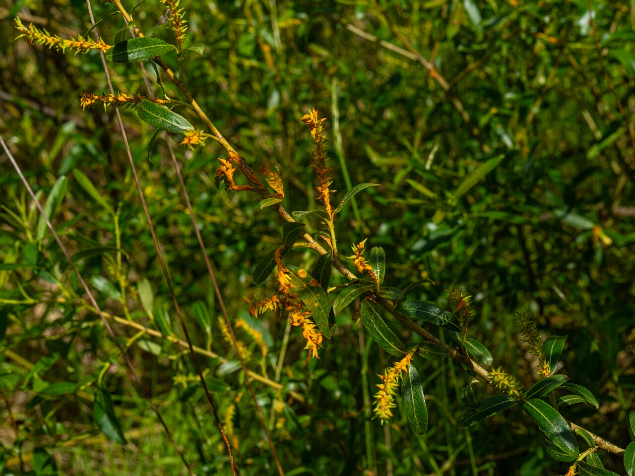 Melampsora epitea _2026-06-07_1-7