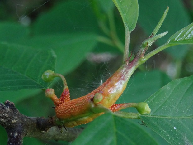 Пукциния корончатая - Puccinia coronata