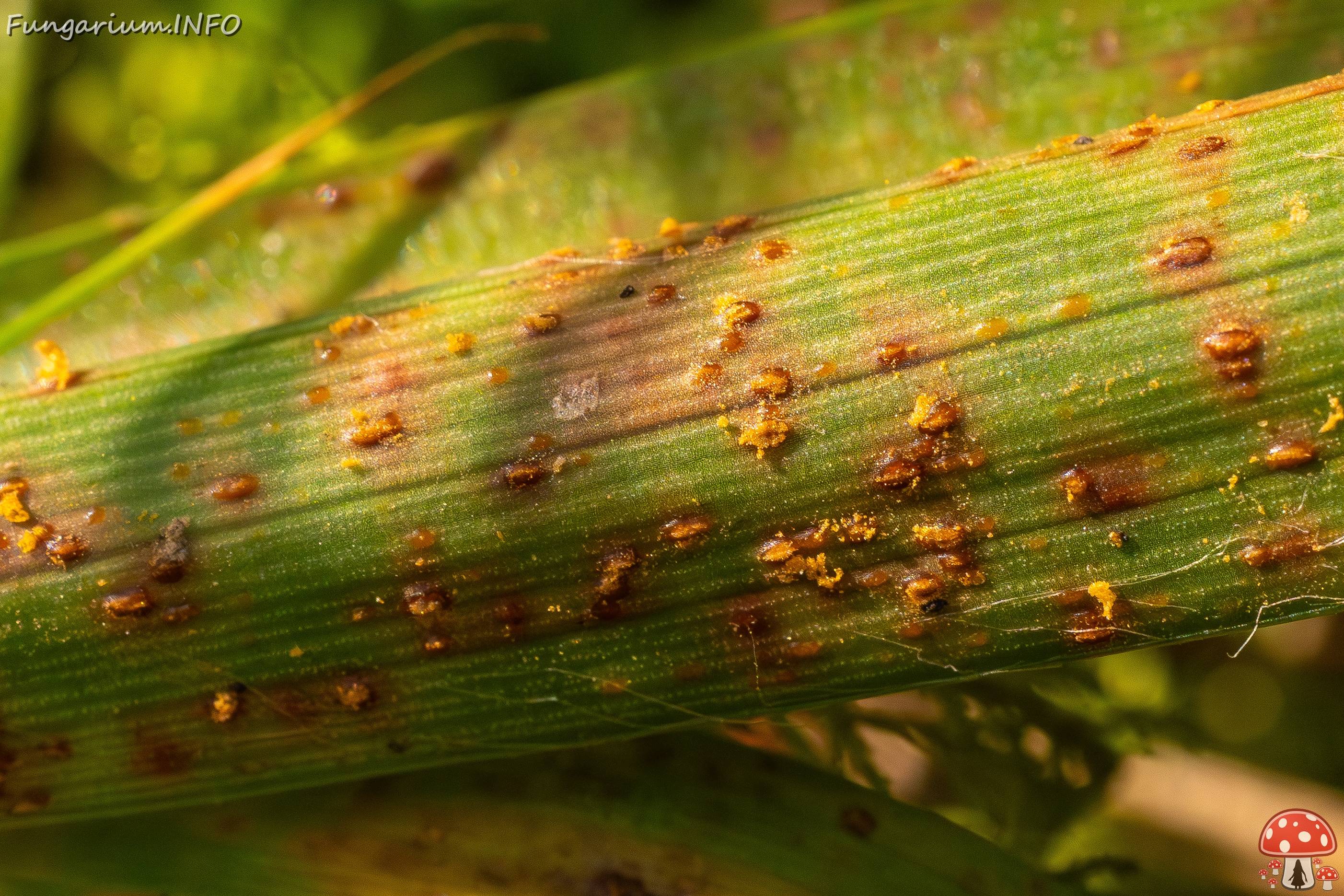 !Puccinia graminis _2025-09-07_1-8 