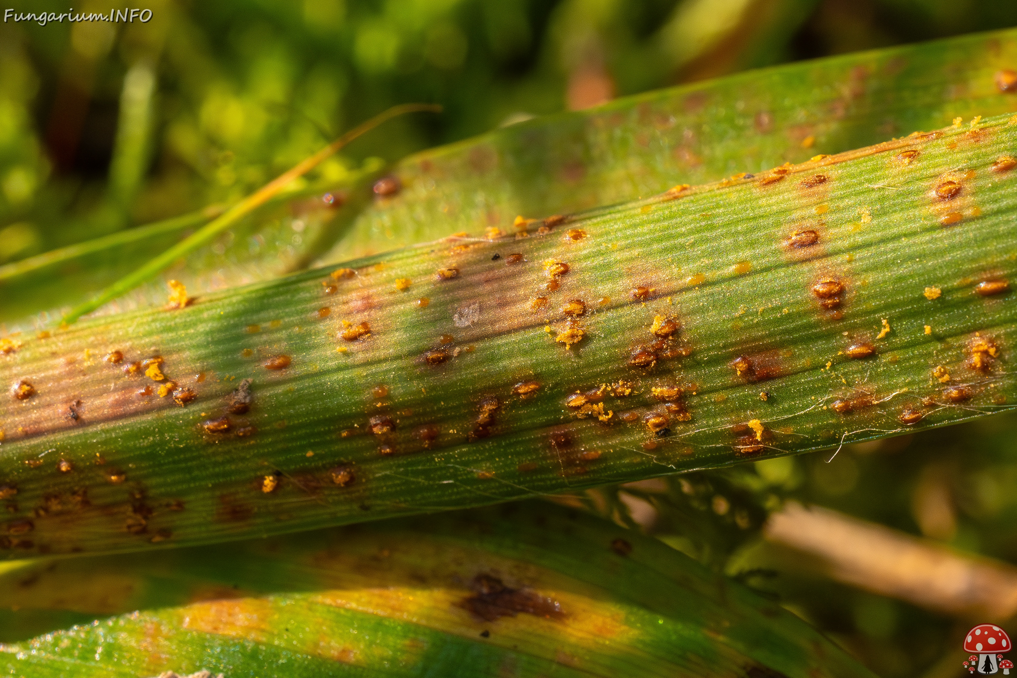 Puccinia graminis _2025-09-07_1-3 