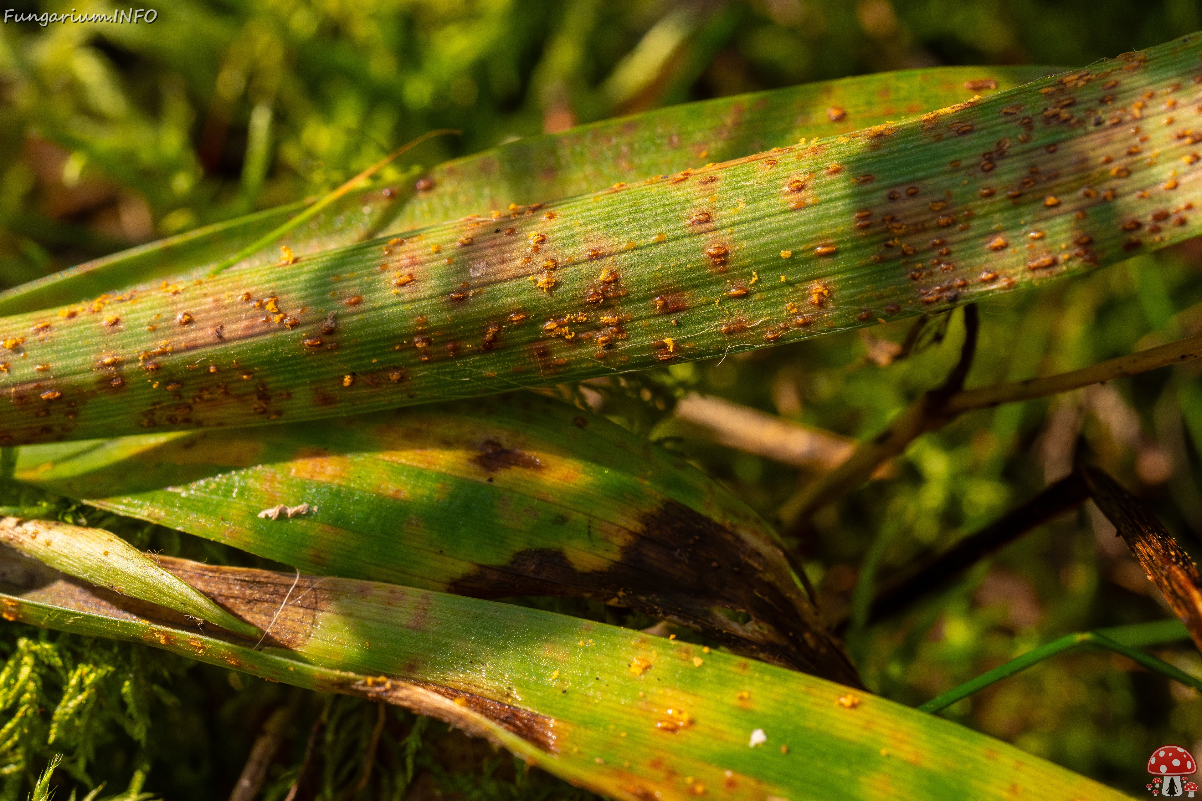 Puccinia graminis _2025-09-07_1-4 