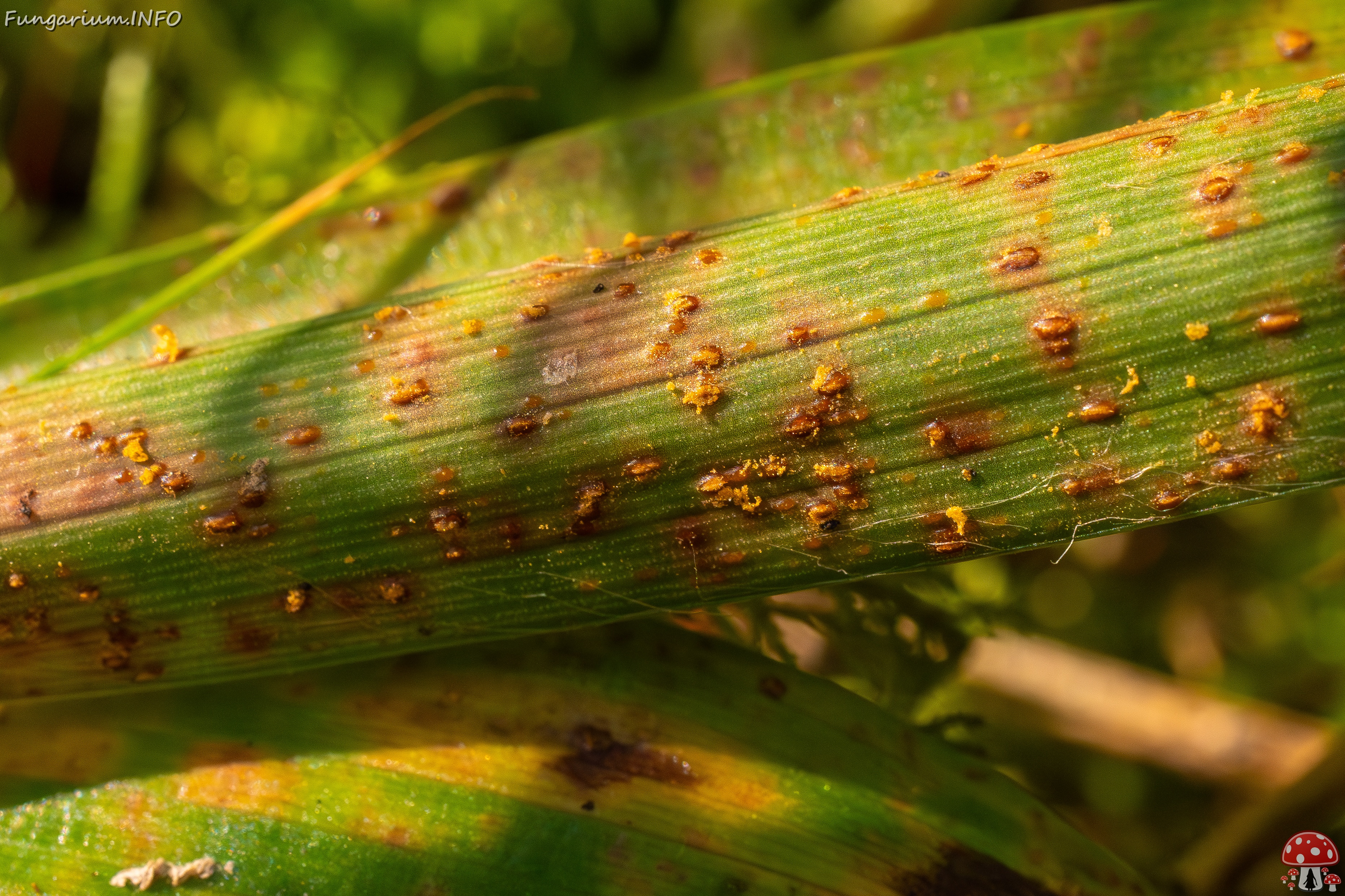 Puccinia graminis _2025-09-07_1-5 