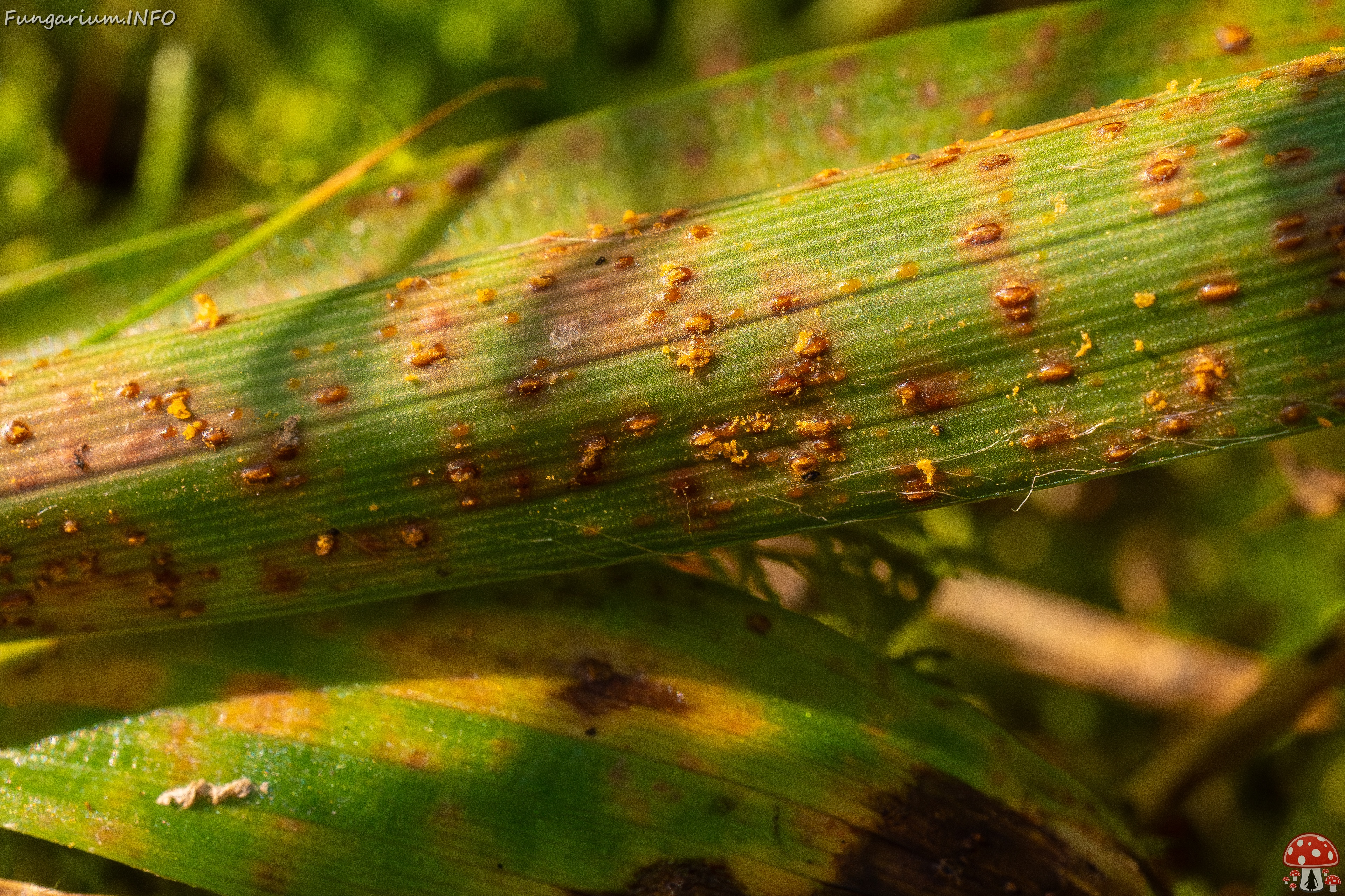 Puccinia graminis _2025-09-07_1-7 