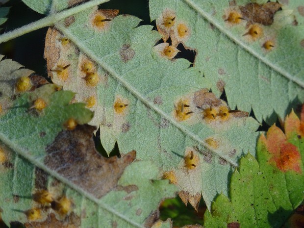 Гимноспорангий корнутум - Gymnosporangium cornutum