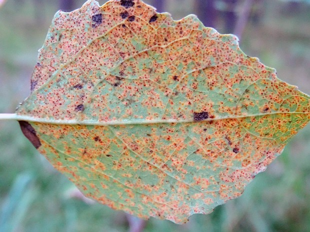 Пукциния букса - Puccinia buxi