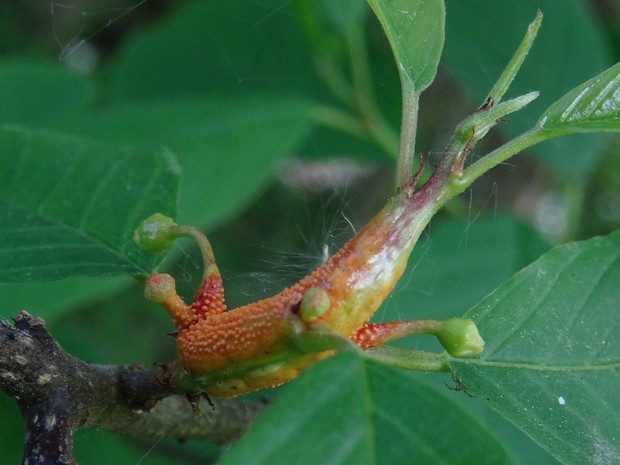 Пукциния корончатая - Puccinia coronata