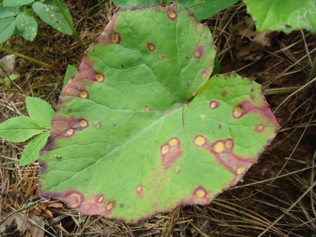 Пукциния мятликовая - Puccinia poarum