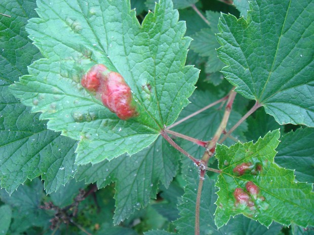 Пукциния смородинно-осоковая - Puccinia ribesii-caricis