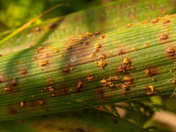 Пукциниевые - Pucciniaceae The Pucciniaceae are a family of rust fungi that cause plant diseases, mainly on cereals such as wheat. The family...