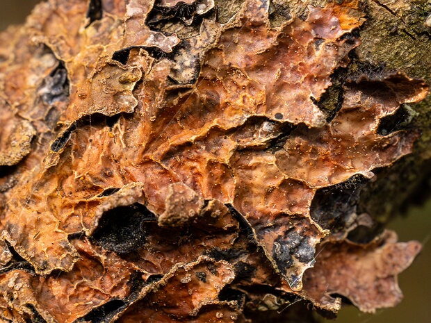 Нектриопсис краснеющий - Nectriopsis rubefaciens