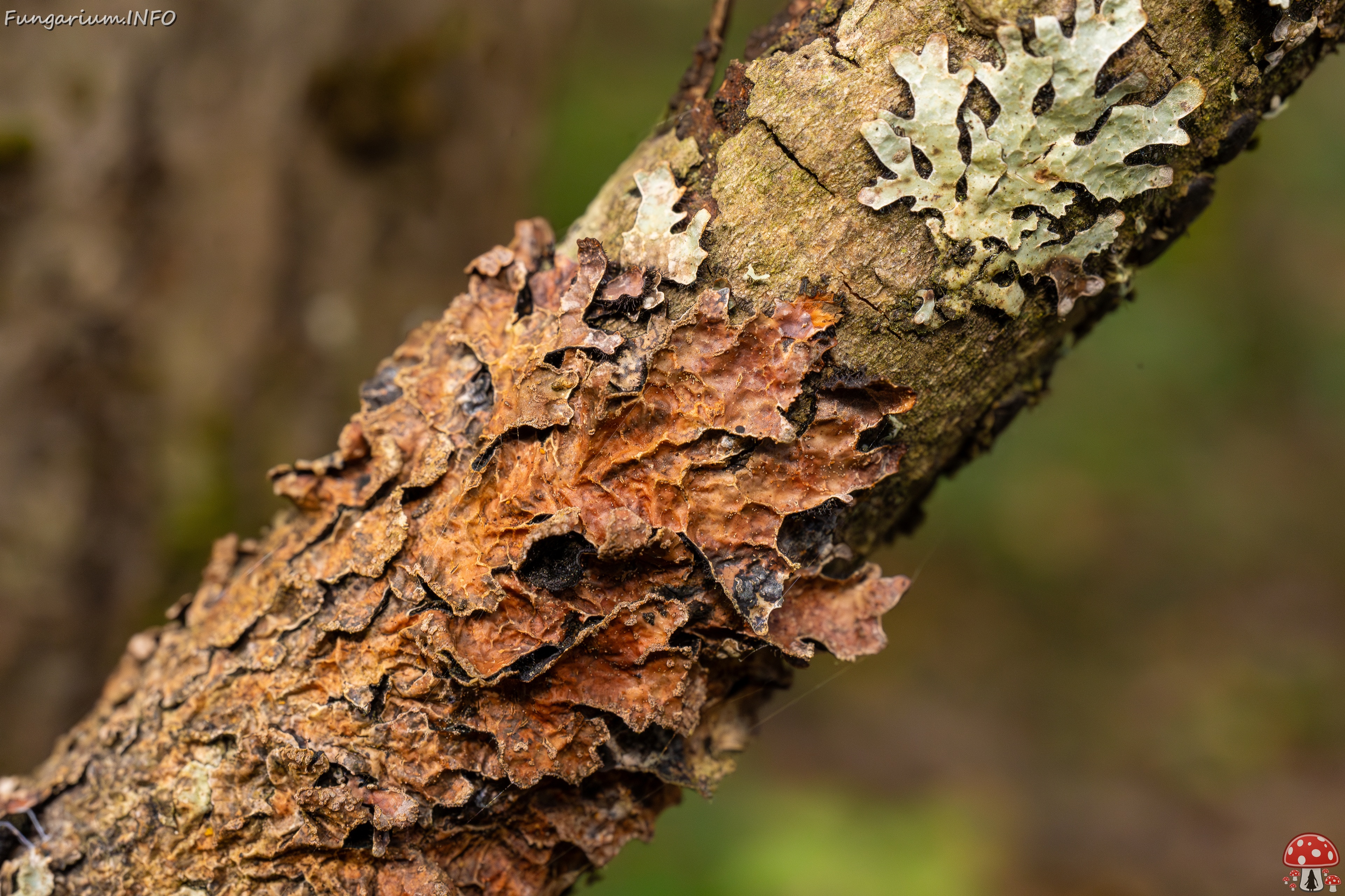 Nectriopsis rubefaciens _2025-09-27_1-13 