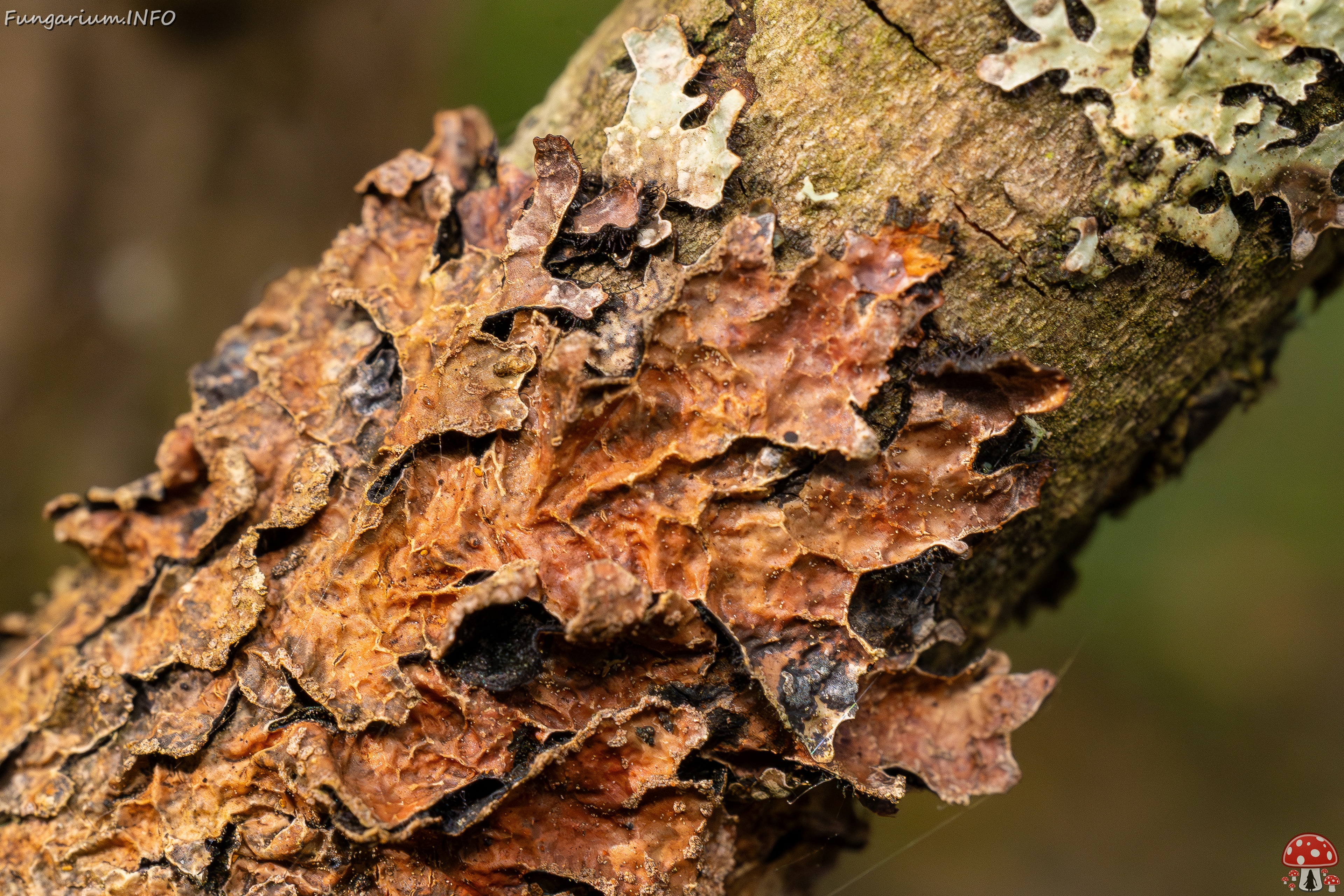 Nectriopsis rubefaciens _2025-09-27_1-14 