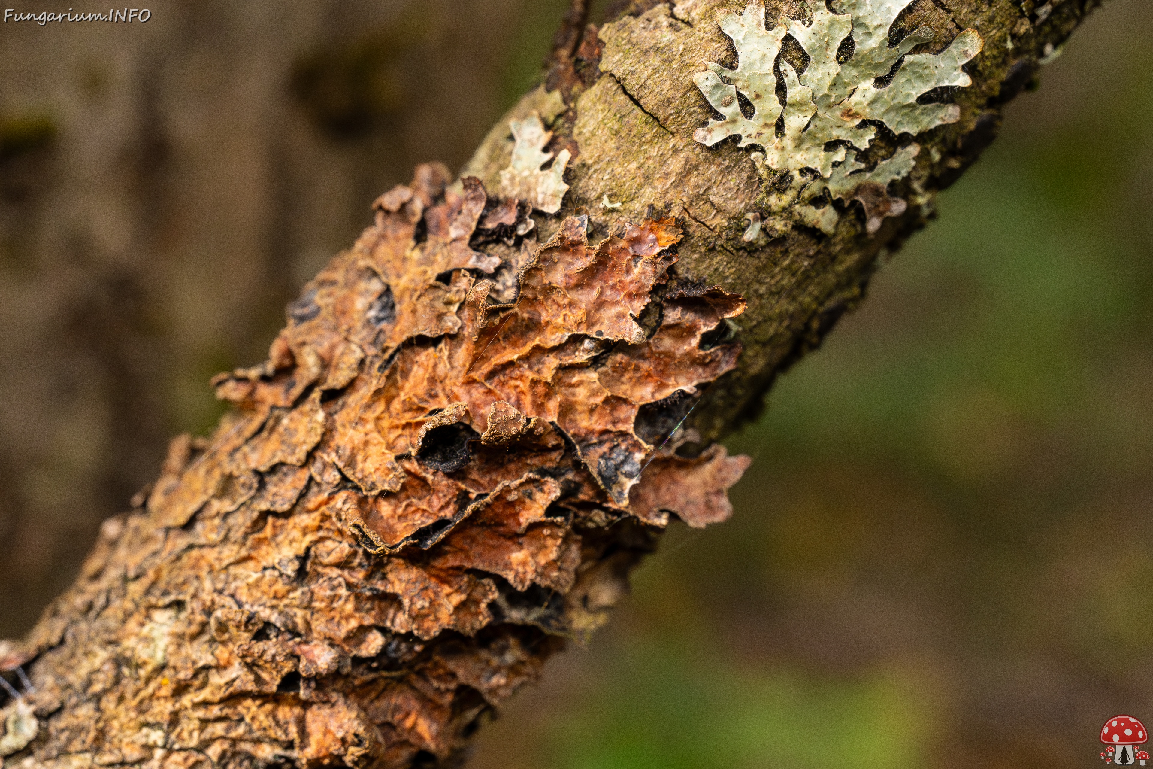 Nectriopsis rubefaciens _2025-09-27_1-16 