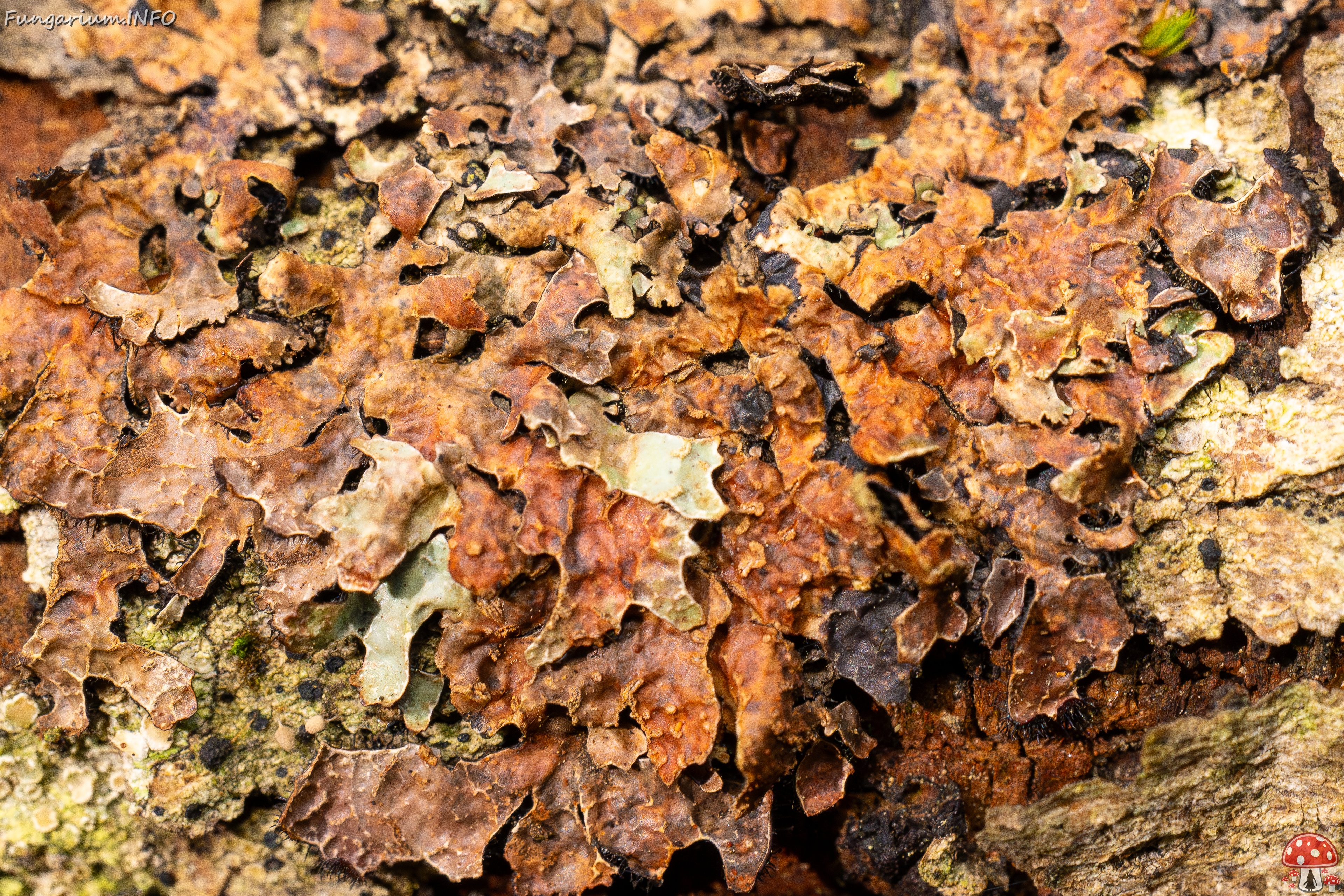 Nectriopsis rubefaciens _2025-09-27_1-2 