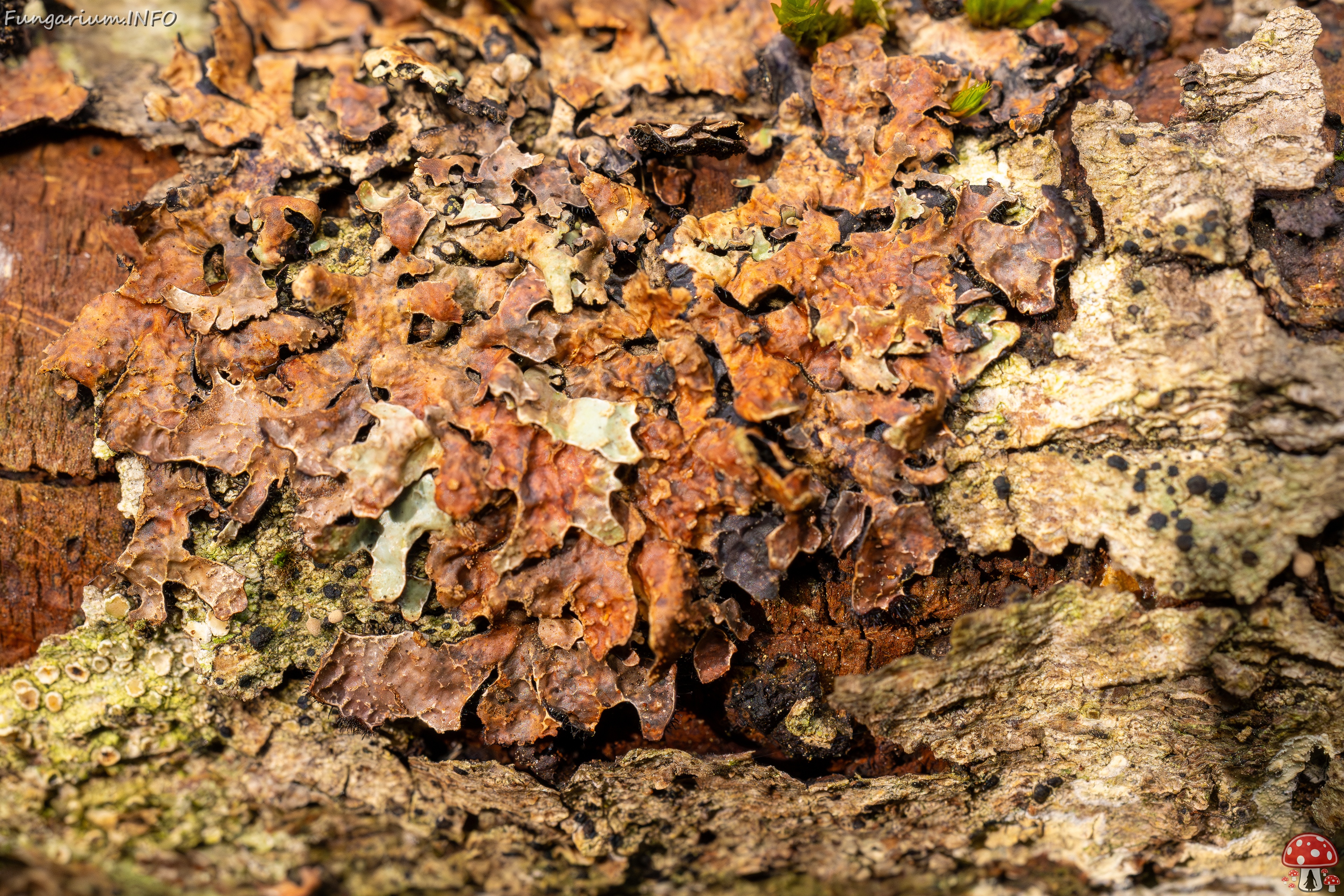Nectriopsis rubefaciens _2025-09-27_1-3 
